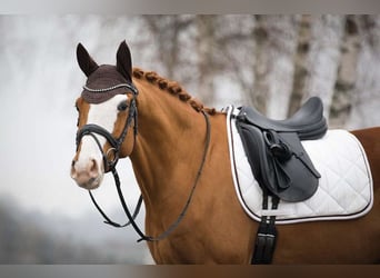 sangre caliente belga, Caballo castrado, 11 años, 170 cm, Negro