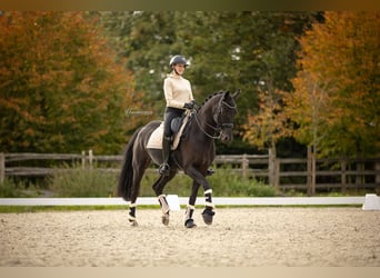 sangre caliente belga, Caballo castrado, 11 años, 170 cm, Negro