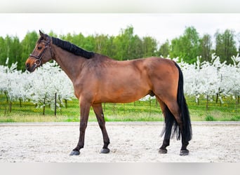 sangre caliente belga, Caballo castrado, 11 años, 173 cm, Castaño