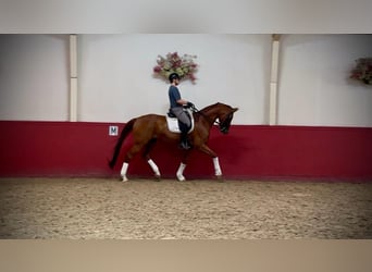sangre caliente belga, Caballo castrado, 11 años