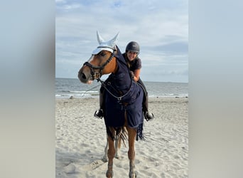 sangre caliente belga, Caballo castrado, 12 años, 173 cm, Alazán