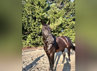 sangre caliente belga, Caballo castrado, 12 años, 175 cm, Negro