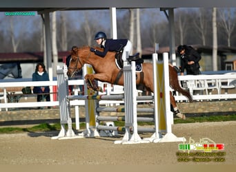 sangre caliente belga, Caballo castrado, 13 años, 145 cm, Alazán