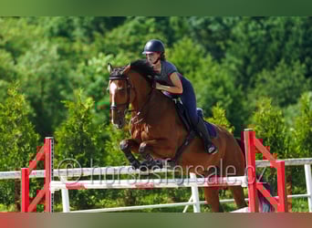 sangre caliente belga, Caballo castrado, 13 años, 169 cm, Castaño