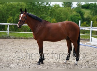 sangre caliente belga, Caballo castrado, 13 años, 169 cm, Castaño