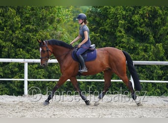 sangre caliente belga, Caballo castrado, 13 años, 169 cm, Castaño