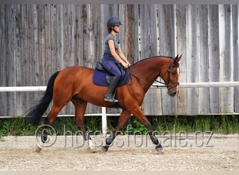 sangre caliente belga, Caballo castrado, 13 años, 169 cm, Castaño