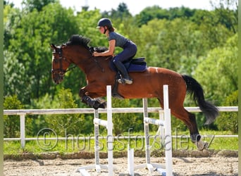 sangre caliente belga, Caballo castrado, 13 años, 169 cm, Castaño