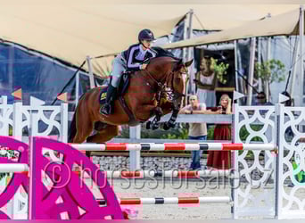 sangre caliente belga, Caballo castrado, 13 años, 169 cm, Castaño