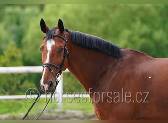 sangre caliente belga, Caballo castrado, 13 años, 169 cm, Castaño