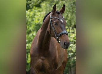 sangre caliente belga, Caballo castrado, 13 años, 170 cm, Castaño