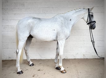 sangre caliente belga, Caballo castrado, 13 años, 170 cm, Tordo