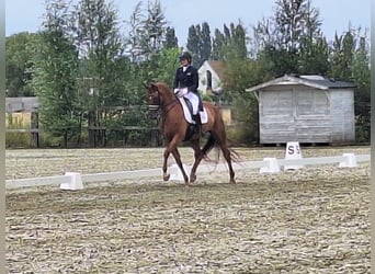 sangre caliente belga, Caballo castrado, 13 años, 172 cm, Alazán