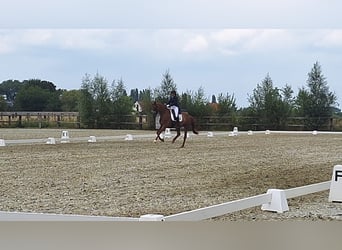 sangre caliente belga, Caballo castrado, 13 años, 172 cm, Alazán