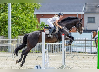 sangre caliente belga, Caballo castrado, 14 años, 175 cm, Negro