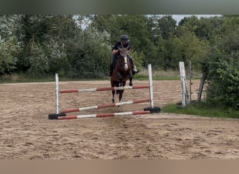 sangre caliente belga, Caballo castrado, 15 años, 163 cm, Castaño
