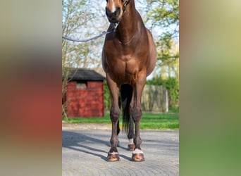 sangre caliente belga, Caballo castrado, 15 años, 166 cm