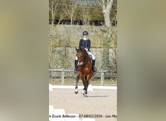 sangre caliente belga, Caballo castrado, 15 años, 168 cm, Castaño