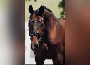 sangre caliente belga, Caballo castrado, 16 años, 167 cm, Castaño oscuro