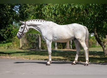 sangre caliente belga, Caballo castrado, 17 años, 162 cm, Tordo