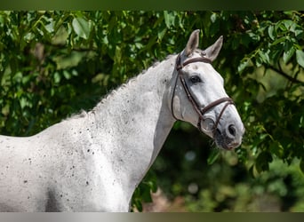 sangre caliente belga, Caballo castrado, 17 años, 162 cm, Tordo
