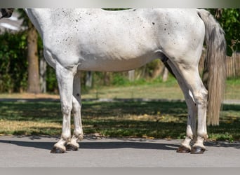 sangre caliente belga, Caballo castrado, 17 años, 162 cm, Tordo