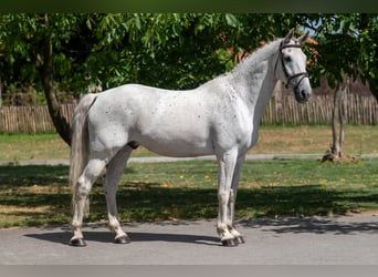 sangre caliente belga, Caballo castrado, 17 años, 162 cm, Tordo