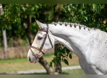 sangre caliente belga, Caballo castrado, 17 años, 162 cm, Tordo