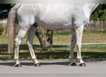 sangre caliente belga, Caballo castrado, 17 años, 162 cm, Tordo