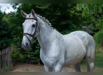 sangre caliente belga, Caballo castrado, 17 años, 162 cm, Tordo