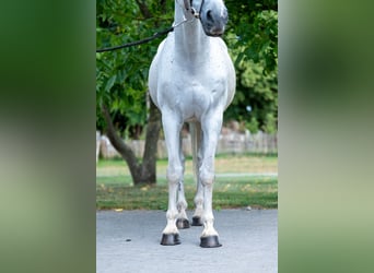 sangre caliente belga, Caballo castrado, 17 años, 162 cm, Tordo