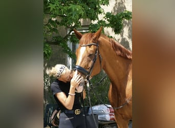 sangre caliente belga, Caballo castrado, 18 años, 182 cm, Alazán