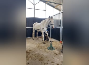 sangre caliente belga, Caballo castrado, 21 años, 182 cm, Tordo ruano