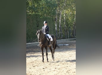 sangre caliente belga, Caballo castrado, 22 años, 163 cm, Negro