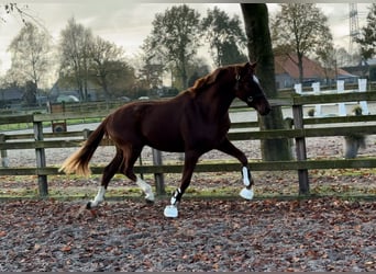 sangre caliente belga, Caballo castrado, 2 años, 162 cm, Alazán-tostado