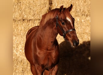 sangre caliente belga, Caballo castrado, 2 años, 162 cm, Alazán-tostado