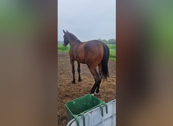 sangre caliente belga, Caballo castrado, 2 años, 163 cm, Castaño