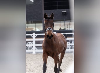 sangre caliente belga, Caballo castrado, 2 años, 163 cm, Castaño
