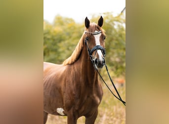 sangre caliente belga, Caballo castrado, 3 años, 160 cm, Alazán