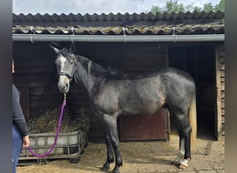 sangre caliente belga, Caballo castrado, 3 años, 161 cm, Porcelana