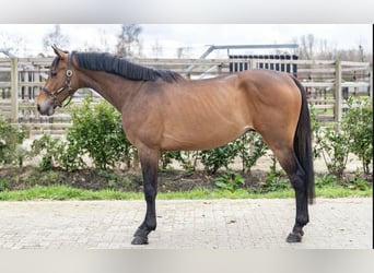 sangre caliente belga, Caballo castrado, 3 años, 162 cm, Castaño