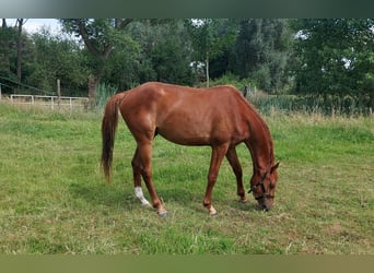 sangre caliente belga, Caballo castrado, 3 años, 163 cm, Alazán