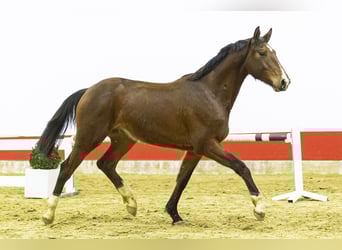 sangre caliente belga, Caballo castrado, 3 años, 163 cm