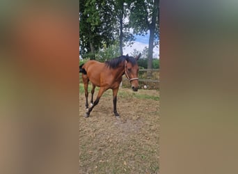 sangre caliente belga, Caballo castrado, 3 años, 163 cm, Castaño