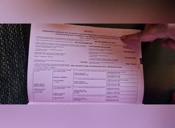 sangre caliente belga, Caballo castrado, 3 años, 163 cm, Castaño