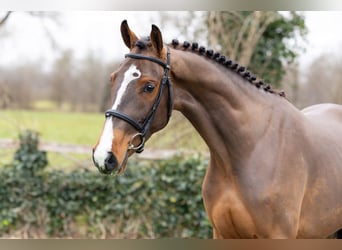 sangre caliente belga, Caballo castrado, 3 años, 164 cm