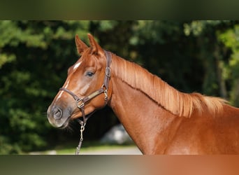 sangre caliente belga, Caballo castrado, 3 años, 165 cm, Alazán-tostado