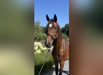 sangre caliente belga, Caballo castrado, 3 años, 165 cm, Castaño