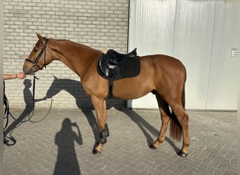 sangre caliente belga, Caballo castrado, 3 años, 167 cm, Alazán