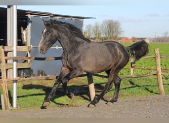 sangre caliente belga, Caballo castrado, 3 años, 167 cm, Tordo